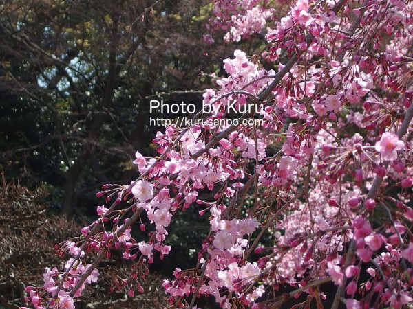 東京都文京区・小石川後楽園(こいしかわこうらくえん)『花見・桜』