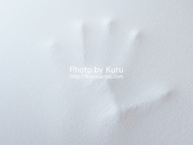 Shop Japan(ショップジャパン)[(株)オークローンマーケティング]『True Sleeper Premium(トゥルースリーパー プレミアム)』
